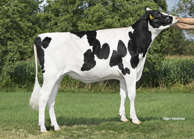 3 Beste drachtige top vaarzen !