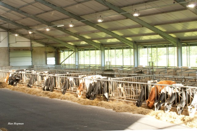 Beste DEKSTIER, top pedigree!