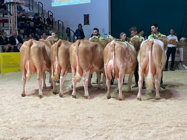 Fleckviehveiling Miesbach