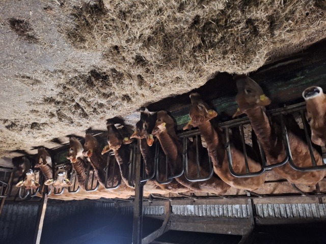 Mooie koppel drachtige Jersey Pinken