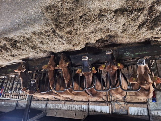 Mooie koppel drachtige Jersey Pinken