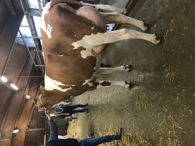 Donderdag 8-1-26 veiling Cloppenburg 🔥