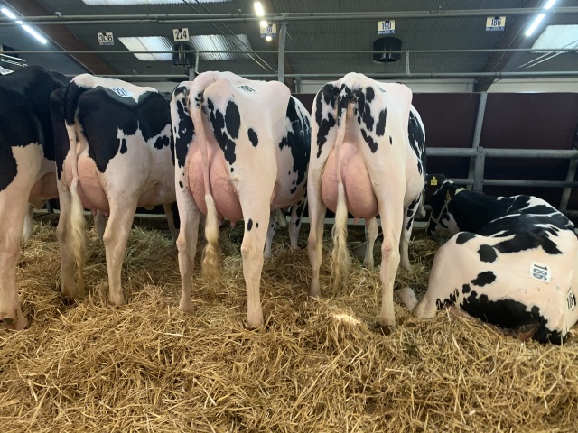 Donderdag 8-1-26 veiling Cloppenburg 🔥