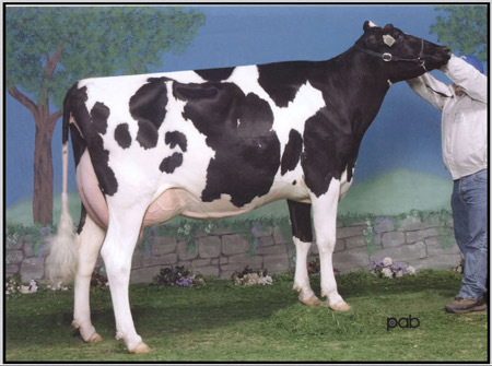 Prachtig hoornloos stierkalf Goldwyn fam