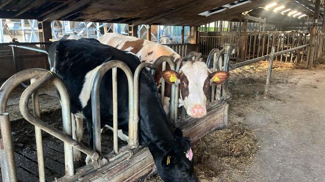 Te koop! 2 Holstein Frisian Vaarzen