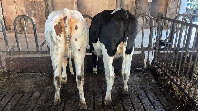 Te koop! 2 Holstein Frisian Vaarzen