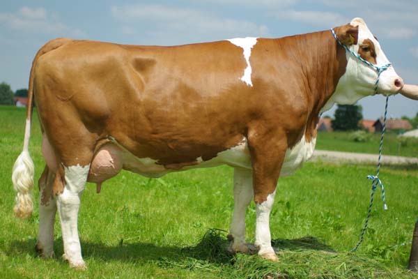 Fleckviehveiling Miesbach