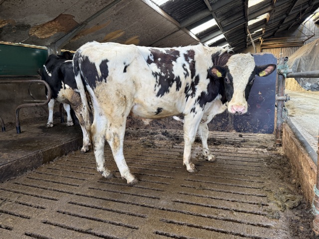 Roodbonte dekstier uit de Range familie!