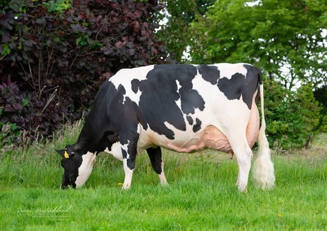 Roodbonte dekstier uit de Range familie!