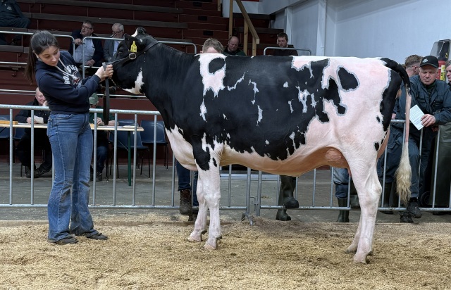 Beste vers afgekalfde VLOG vaarzen