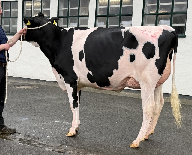 Beste vers afgekalfde VLOG vaarzen