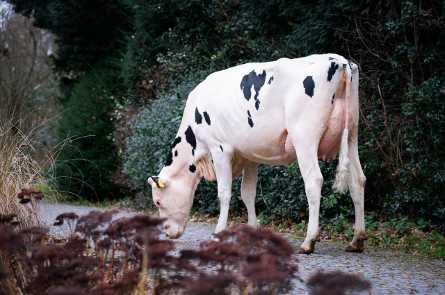 Dinsdag 13 januari fokveeveiling Leer