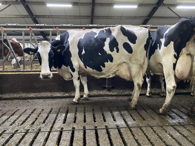 Best stierkalf uit 10tonner familie