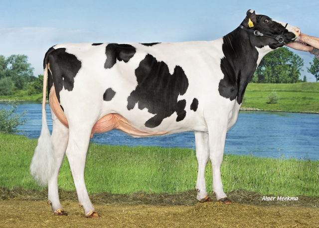 Best stierkalf uit 10tonner familie