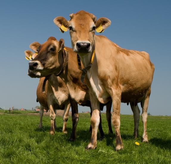 Goed ontwikkelde jersey pinken te koop!