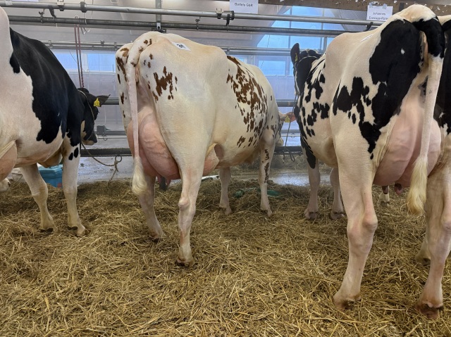 Dinsdag 20-1 as. Veiling Lingen 🔥🔥