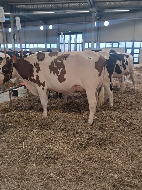 Dinsdag 20-1 as. Veiling Lingen 🔥🔥