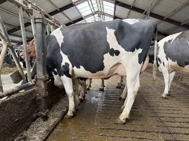 Beste vers afgekalfde VLOG vaarzen