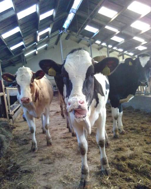 jongveeopfokker voor 25-40 jaarlingen