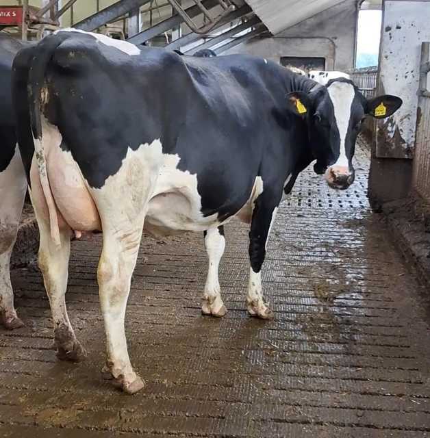 Nederlandse gekalfde jonge melkkoeien