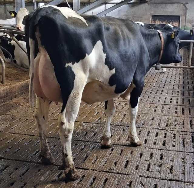 Nederlandse gekalfde jonge melkkoeien