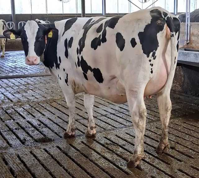 Nederlandse gekalfde jonge melkkoeien