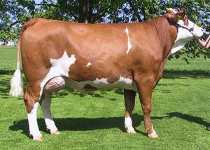 Fleckviehveiling Miesbach