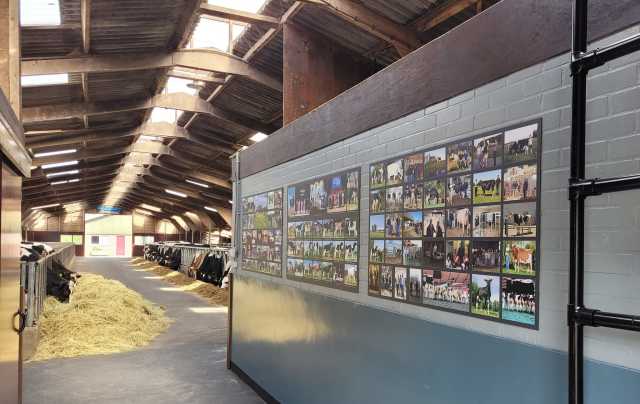 3 Beste drachtige top vaarzen !