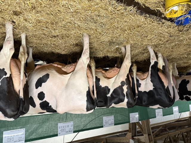 Beste vers afgekalfde VLOG vaarzen