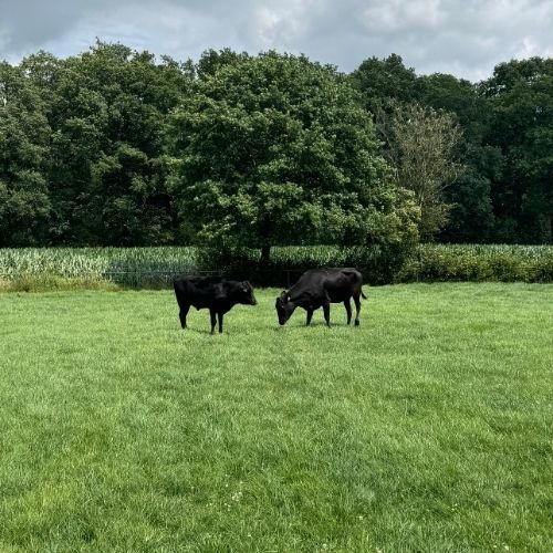 Wagyu koe van wereldklasse (Yasufuku)