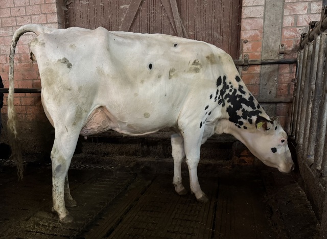 VLOG vaarzen met veel melk! 40-45kg!