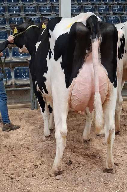 Dinsdag 10 februari fokveeveiling Leer