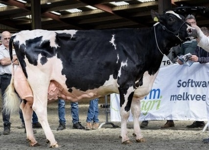 Fraai stierkalf uit EX92, dikke gehalten