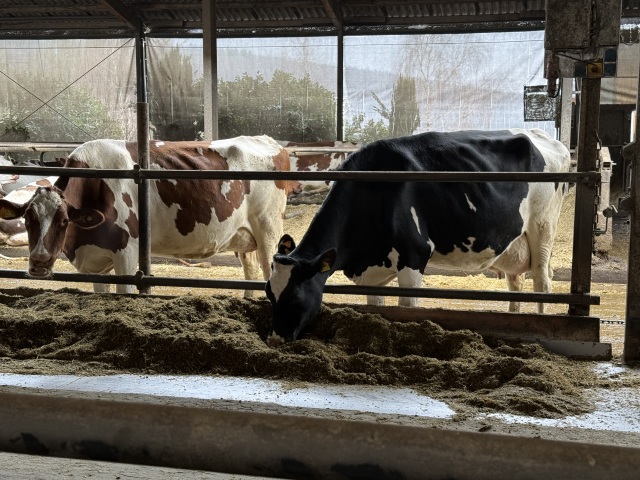 Excellente roodbonte VLOG veestapel