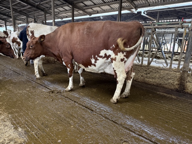 Excellente roodbonte VLOG veestapel