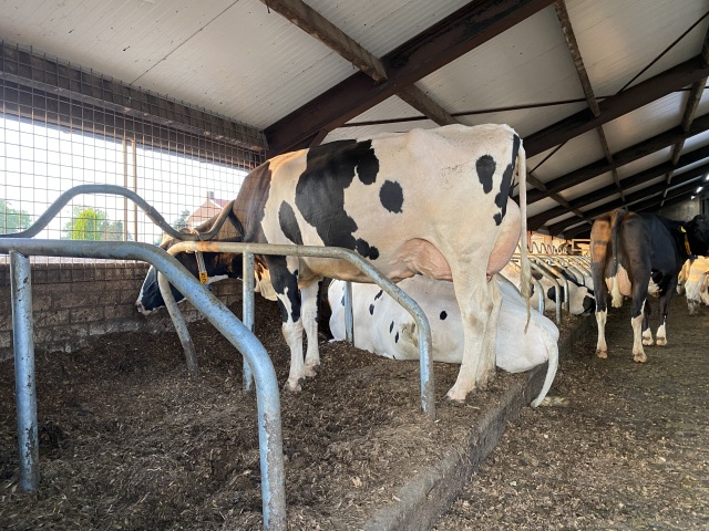 Zwart stierkalf uit internationale fam!