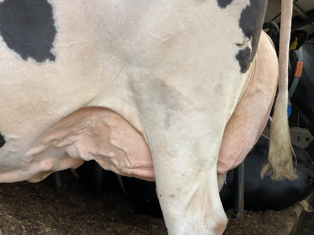 Zwart stierkalf uit internationale fam!