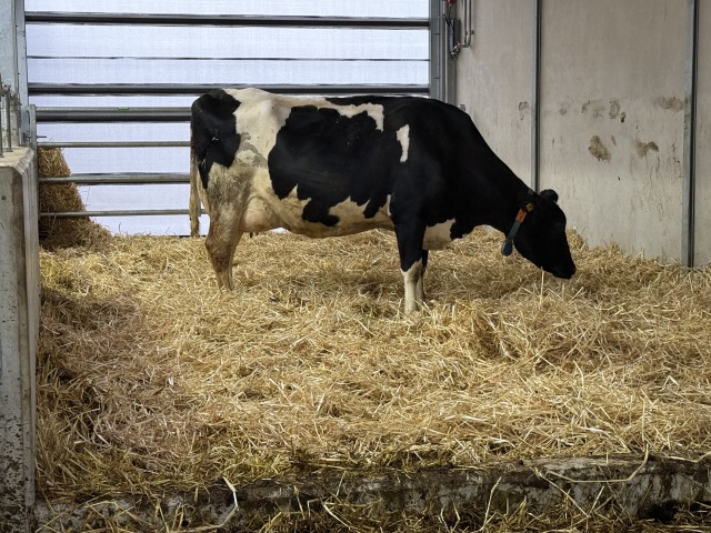 Zwart stierkalf uit internationale fam!