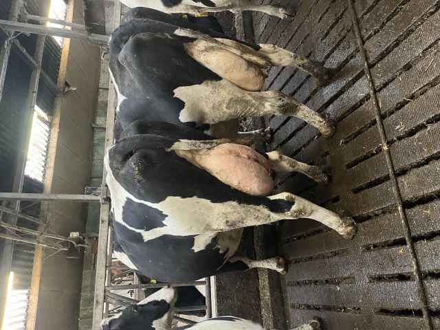 30 melkkoeien van bedrijfsbeëindiging