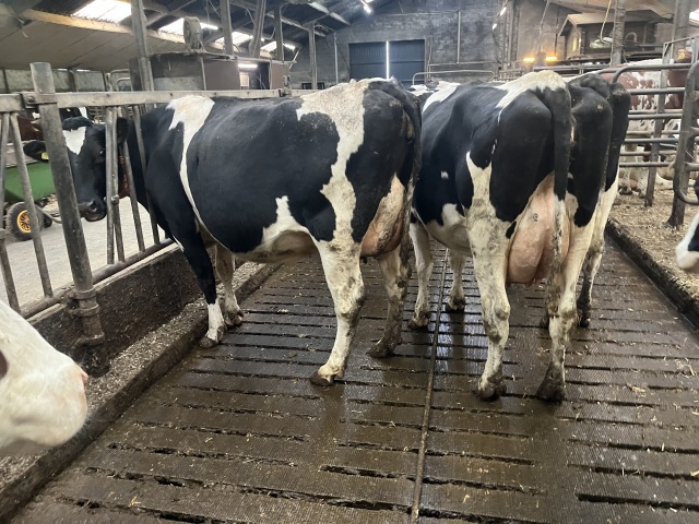 30 melkkoeien van bedrijfsbeëindiging