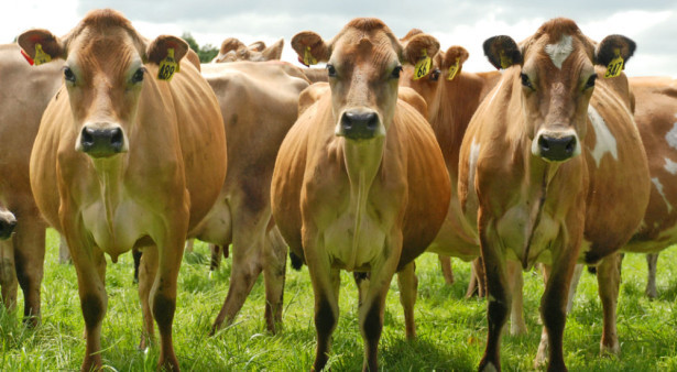 Beste afgekalfde Jersey koeien