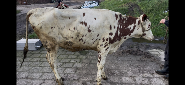 2 pinken uit goede familie te koop