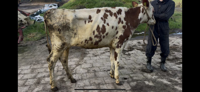 2 pinken uit goede familie te koop