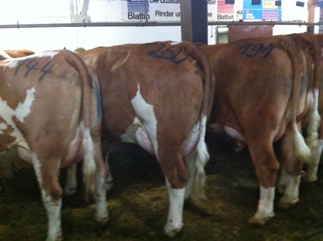 Fleckviehveiling Miesbach