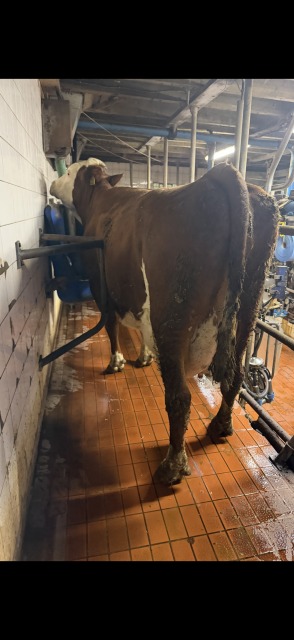 35 Fleckvieh x Holstein koeien