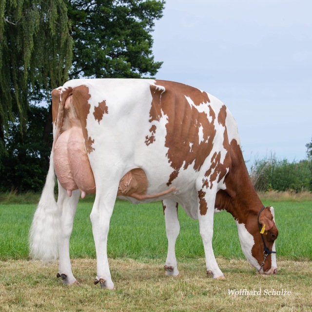 Dinsdag as. Fokveeveiling Lingen 🔥🔥