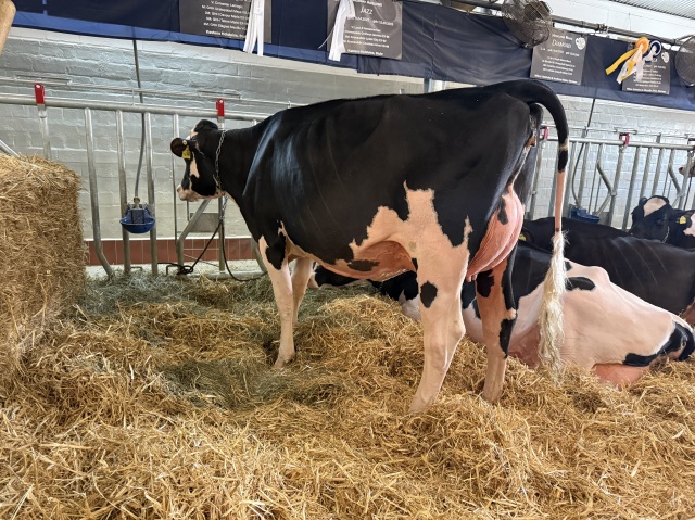 Dinsdag as. Fokveeveiling Lingen 🔥🔥