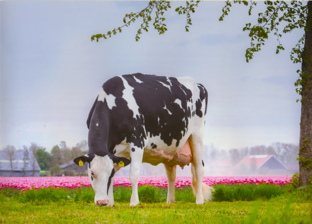 Dinsdag as. Fokveeveiling Lingen 🔥🔥