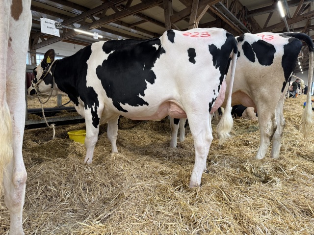 Vers afgekalfde vaarzen! Ook VLOG