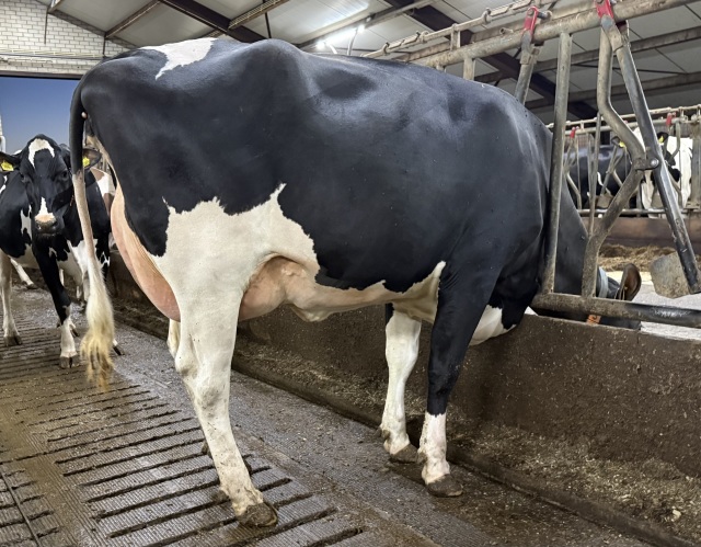 Achterkleindochter van 182.000kg🥛